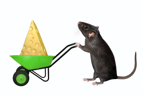 Een Zwarte Rat Duwt Een Groene Plastic Kruiwagen Met Een — Stockfoto