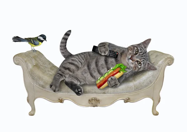灰色の怠惰な猫がダイバンに横たわっていて 彼の家でホットドッグを食べています 白地だ — ストック写真