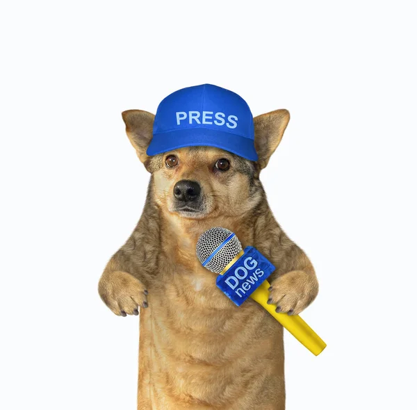 Een Beige Hondenjournalist Met Een Blauwe Pet Een Microfoon Witte — Stockfoto