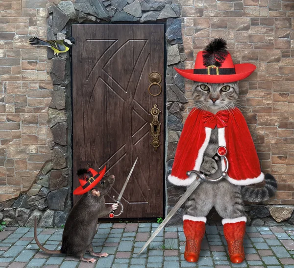 Kırmızı silahşör kostümü giymiş gri bir kedi kalenin kapısında duruyor..