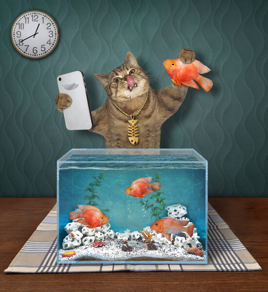Бежевая кошка делает селфи возле аквариума с золотой рыбкой дома.