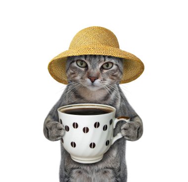 Hasır şapkalı gri bir kedi bir fincan kahve içmek istiyor. Beyaz arka plan. İzole edilmiş.