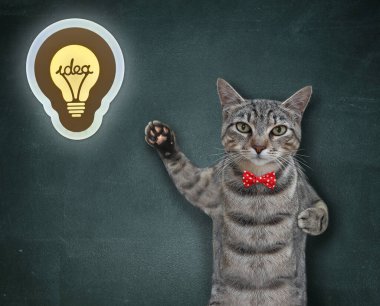 Kırmızı papyonlu gri bir kedi karatahtaya çizilmiş bir ampulü işaret ediyor..