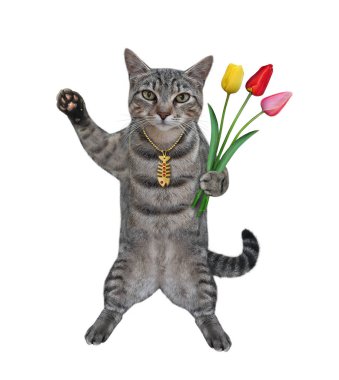 Gri bir kedi bir buket lale tutuyor. Beyaz arka plan. İzole edilmiş.