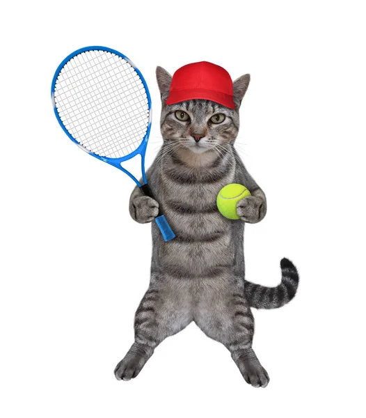 Gatto Grigio Atleta Con Cappuccio Rosso Tiene Una Racchetta Tennis — Foto Stock
