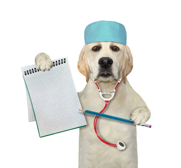 Ein Labrador Arzt Mit Medizinerhut Und Stethoskop Hält Einen Bleistift — Stockfoto