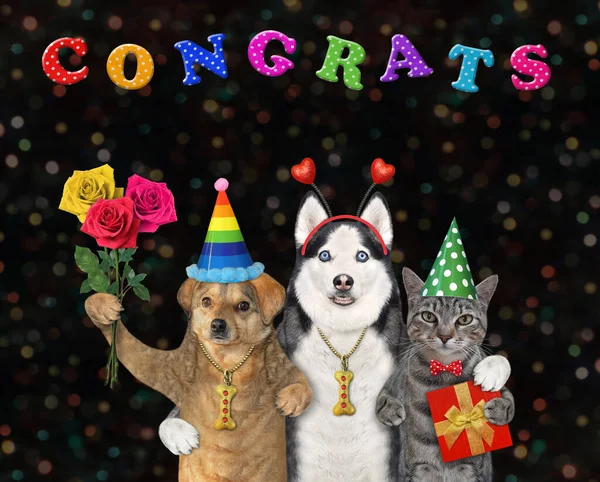 Dos Perros Gato Gris Celebran Cumpleaños Enhorabuena Fondo Negro —  Fotos de Stock