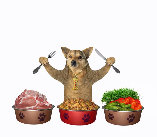 Beige Dog Three Bowls Food First Meat Second Dry Food — Zdjęcie stockowe