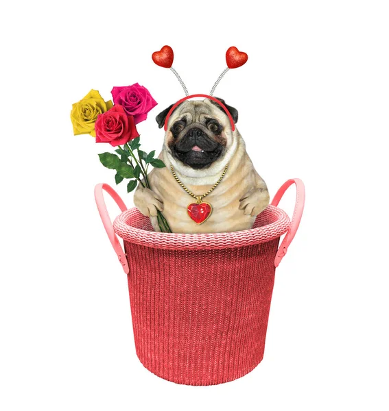 Dog Pug Holiday Headband Bouquet Roses Knitted Basket White Background — Stockfoto