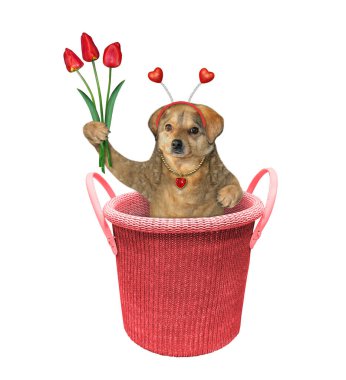 Kafasında kırmızı lale buketi olan bej renkli bir köpek örgü sepetinin içinde. Beyaz arka plan. İzole edilmiş.