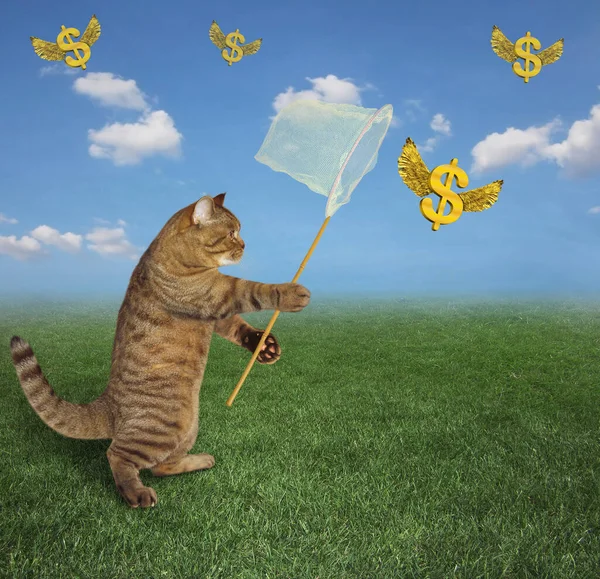 A beige cat with a butterfly net catches gold winged dollars in the meadow.
