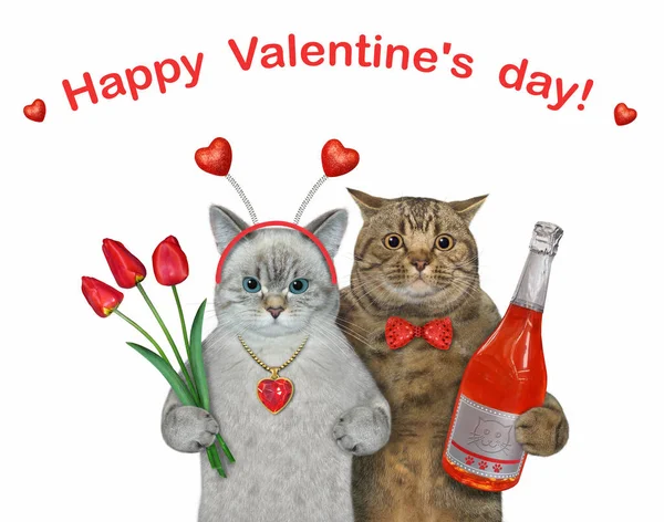お気に入りの2匹の猫は 赤いチューリップの花束とシャンパンのボトルが付いています 白地だ — ストック写真