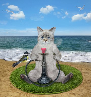 An ashen cat is smoking a hookah on a green round carpet on the beach.