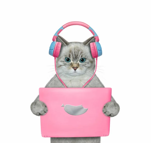 ピンクのタブレットで猫が音楽を聴く 白地だ — ストック写真