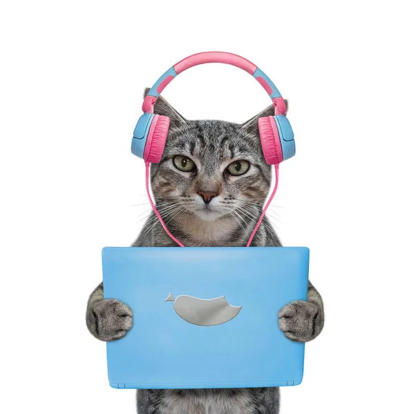 Gray Cat Listens Music Blue Tablet White Background Isolated — Zdjęcie stockowe
