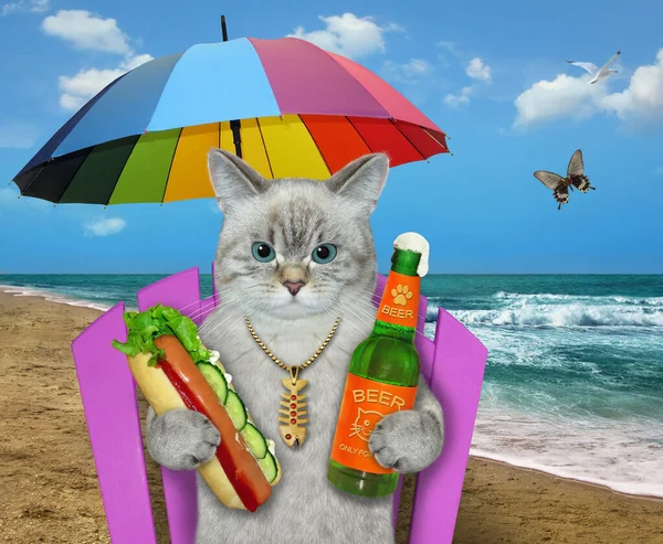 Ashen Cat Beach Chair Umbrella Drinks Beer Sea — Φωτογραφία Αρχείου