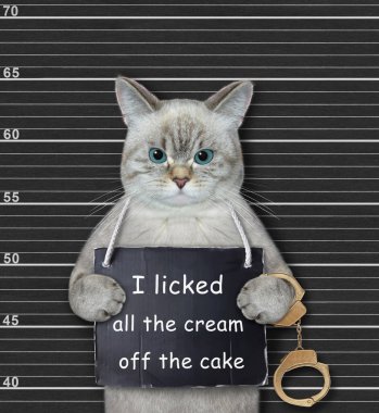 An ashen cat was arrested. He has a sign around its neck that says I licked all the cream off the cake. Black lineup background.