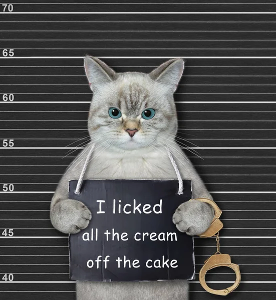 Ashen Cat Arrested Has Sign Its Neck Says Licked All — Zdjęcie stockowe