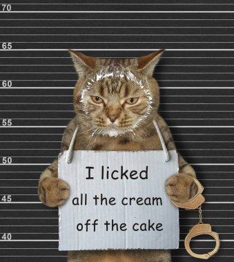A beige cat was arrested. He has a sign around its neck that says I licked all the cream off the cake. Black lineup background.