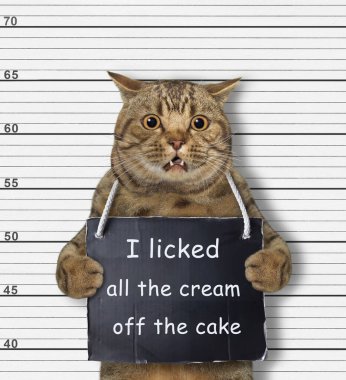 A beige cat was arrested. He has a sign around its neck that says I licked all the cream off the cake. White lineup background.