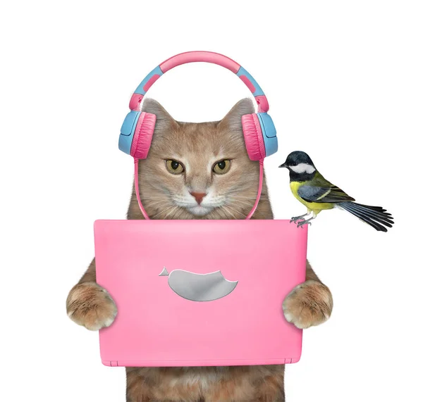 Gato Jengibre Escucha Música Una Tableta Rosa Fondo Blanco Aislado — Foto de Stock