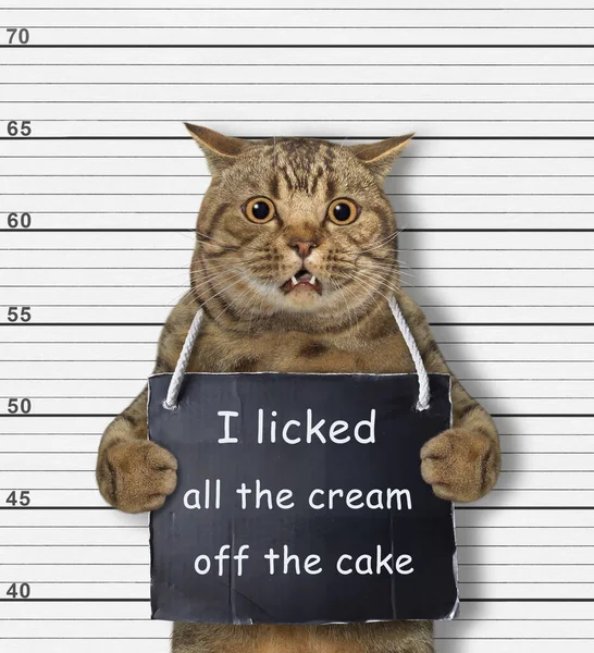 Beige Cat Arrested Has Sign Its Neck Says Licked All — Foto de Stock