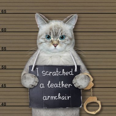 An ashen cat was arrested. He has a sign around its neck that says I scratched a leather chair. Beige lineup background.