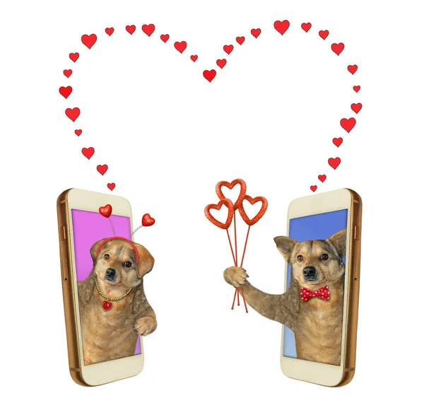 Zwei Verliebte Hunde Sind Smartphones Glücklicher Valentinstag Weißer Hintergrund Isoliert — Stockfoto