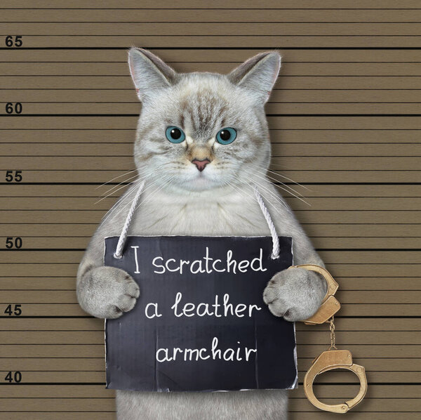 An ashen cat was arrested. He has a sign around its neck that says I scratched a leather chair. Beige lineup background.