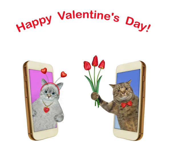 Δύο Ερωτευμένες Γάτες Είναι Smartphones Ευτυχισμένη Ημέρα Του Αγίου Βαλεντίνου — Φωτογραφία Αρχείου