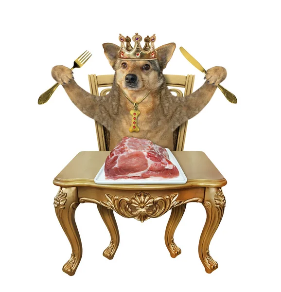 Beżowy Król Psów Koronie Nożem Widelcem Surowe Mięso Przy Stole — Zdjęcie stockowe