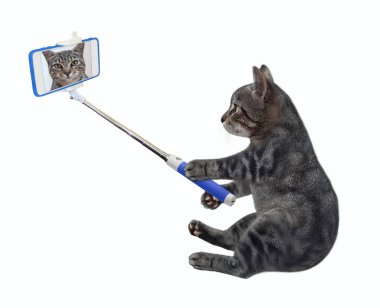 Akıllı telefonu olan gri bir kedi oturur ve selfie çeker. Beyaz arka plan. İzole edilmiş.