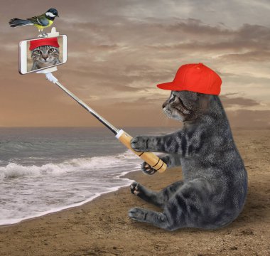 Kırmızı şapkalı, akıllı telefonlu gri bir kedi kumda oturur ve deniz kenarında selfie çeker..