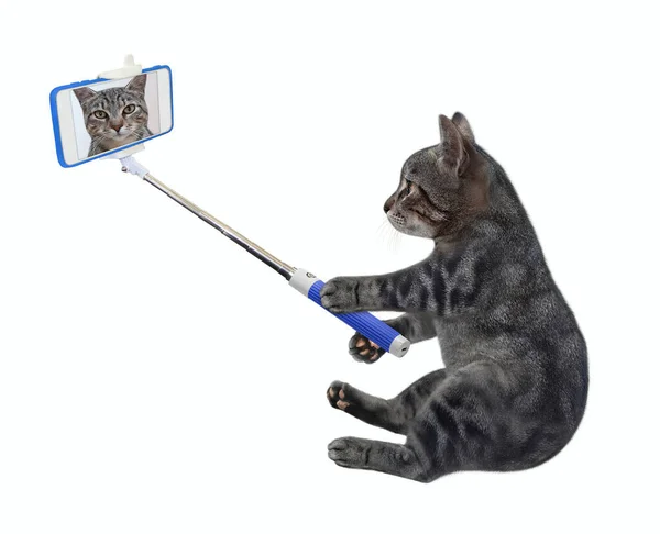 Gato Gris Con Smartphone Sienta Toma Selfie Fondo Blanco Aislado — Foto de Stock