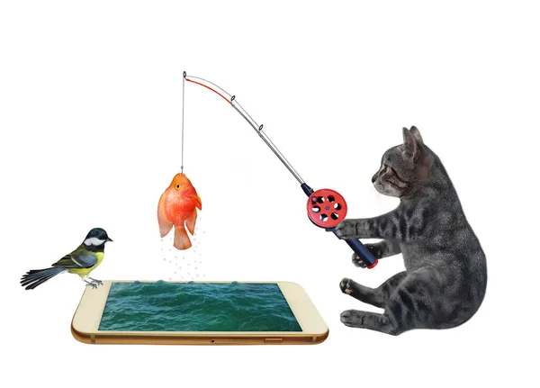 Gray Cat Caught Goldfish Smartphone White Background Isolated — Stock Photo, Image