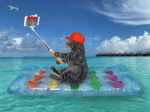Kırmızı şapkalı, akıllı telefonlu gri bir kedi yüzme yatağında oturur ve denizde selfie çeker..