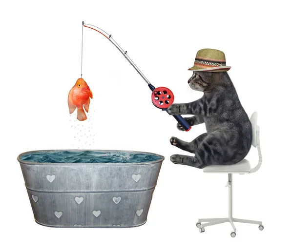 Eine Graue Katze Mit Rohem Hut Fing Einen Goldfisch Aus — Stockfoto