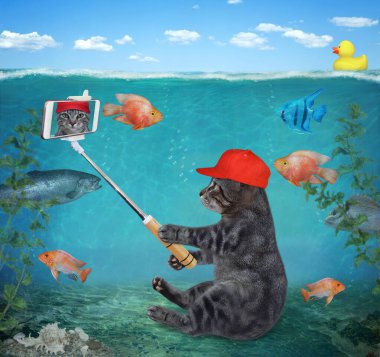 Kırmızı şapkalı, akıllı telefonlu gri bir kedi deniz tabanında oturur ve selfie çeker..