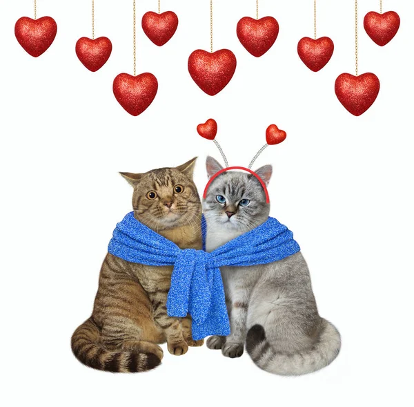 Két Szerelmes Macska Egy Kék Kötött Sállal Megkötözve Fehér Háttér — Stock Fotó