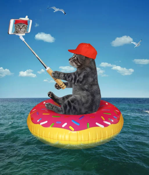 Gray Cat Red Cap Smartphone Sits Swim Ring Takes Selfie — Stock Photo, Image