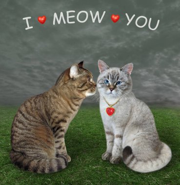 Aşık bej bir kedi, çayırda küllü sevgilisini öper. Seni miyavlıyorum..