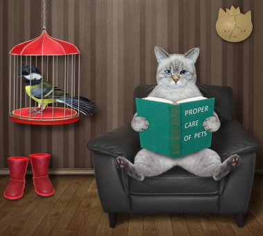 Kül kedisi, evinde bir kuşla birlikte siyah derili bir kafesin yanında kitap okuyor..