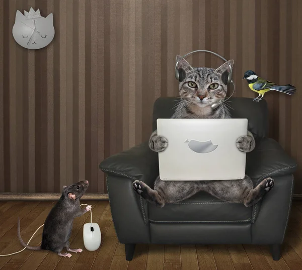 Gray Cat Working Laptop Black Leather Rat Computer Mouse Home — Stock Photo, Image