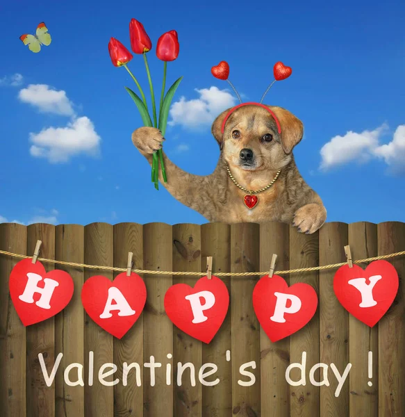 チューリップのある休日のヘッドバンドのベージュの犬は木製のフェンスにあります ハッピーバレンタインデー 白地だ — ストック写真