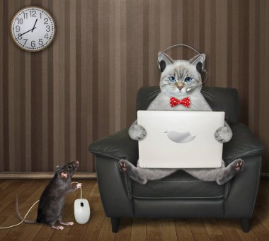 Evinde bilgisayar faresi olan bir farenin yanında siyah derili bir laptopla çalışan bir kül kedisi var..
