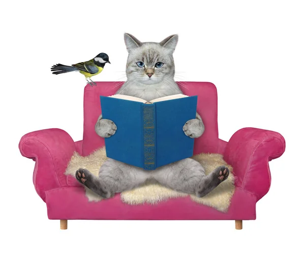Ashen Cat Reads Book Pink Sofa White Background Isolated — Stock Photo, Image