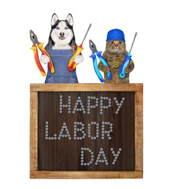 Bir köpek labrador ve aletleri olan bej bir kedi karatahtanın yanındalar. Doğum günün kutlu olsun. Beyaz arka plan. İzole edilmiş.