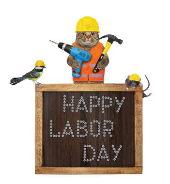 Tahtanın yanında elektrikli matkap ve çekiçle bej bir kedi. Doğum günün kutlu olsun. Beyaz arka plan. İzole edilmiş.