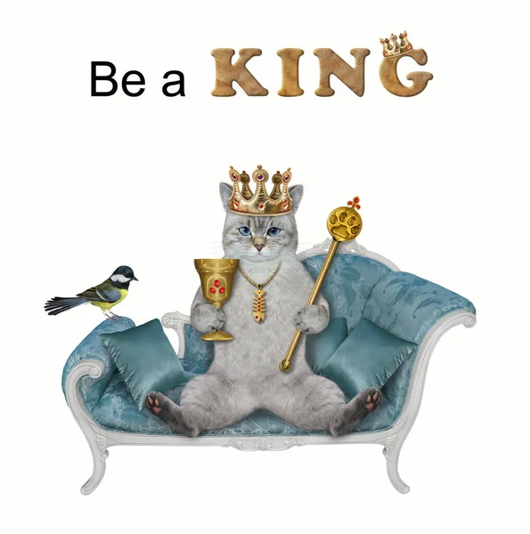 Пепельная Кошка Золотой Короне Скипетром Чашкой Лежит Синем Диване Будь — стоковое фото