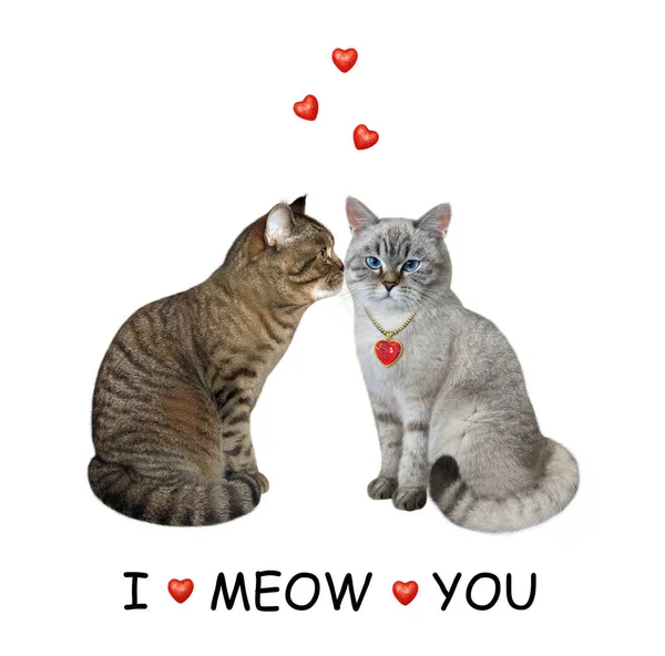 Beige Cat Love Kisses Its Ashen Lover Meow You White — Stock Photo, Image